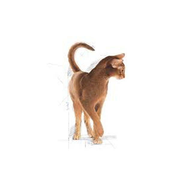 غذای خشک گربه آروما اگزیجنت رویال کنین وزن 2 کیلوگرم _ Royal Canin Aroma Exigent
