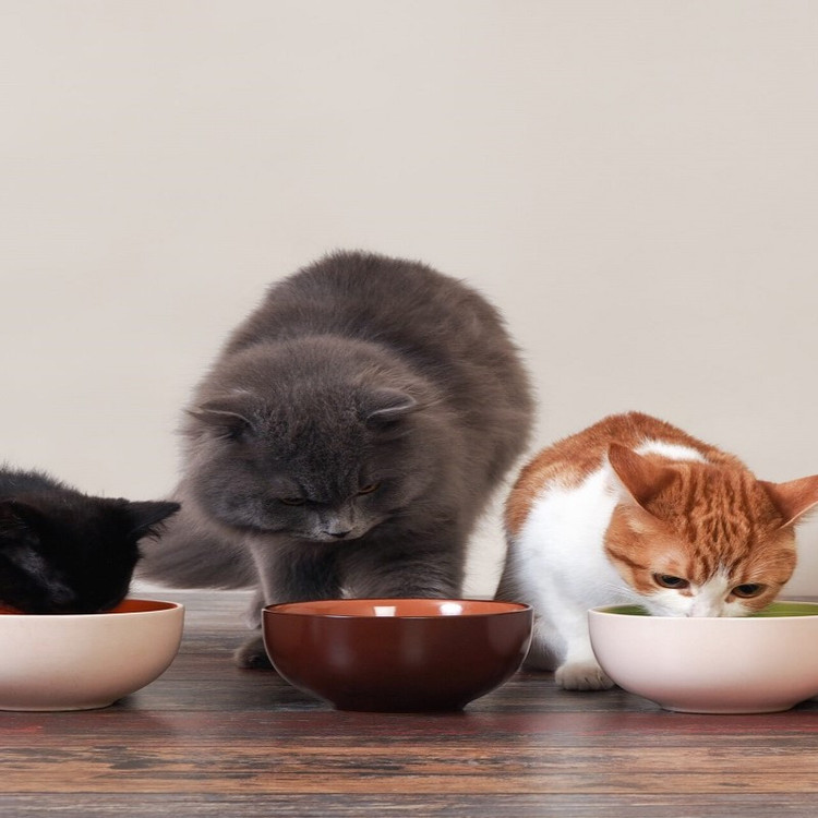 غذای خشک گربه ریلکسی مدل بالغ Adult وزن 1 کیلوگرم _ Relaxy Adult Cat